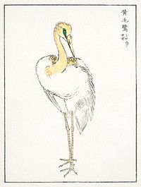 Eastern Great White Egret illustration. Digitally enhanced from our own original edition of Pictorial Monograph of Birds (1885) by Numata Kashu (1838-1901).