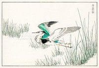Eastern Grey Heron illustration. Digitally enhanced from our own original edition of Pictorial Monograph of Birds (1885) by Numata Kashu (1838-1901).