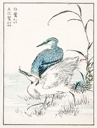 Night Heron and Little Egret illustration. Digitally enhanced from our own original edition of Pictorial Monograph of Birds (1885) by Numata Kashu (1838-1901).