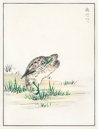 Chinese Little Bittern illustration. Digitally enhanced from our own original edition of Pictorial Monograph of Birds (1885) by Numata Kashu (1838-1901).