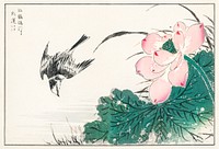 Japanese Pied Wagtail and Red Lotus illustration. Digitally enhanced from our own original edition of Pictorial Monograph of Birds (1885) by Numata Kashu (1838-1901).