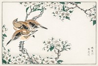 Japanese Meadow Bunting and Pear Flower illustration. Digitally enhanced from our own original edition of Pictorial Monograph of Birds (1885) by Numata Kashu (1838-1901).