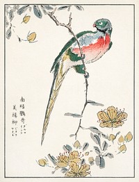 Macaw and Drooping Peach illustration. Digitally enhanced from our own original edition of Pictorial Monograph of Birds (1885) by Numata Kashu (1838-1901).