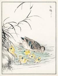 Duck illustration. Digitally enhanced from our own original edition of Pictorial Monograph of Birds (1885) by Numata Kashu (1838-1901).