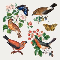 Vintage birds, butterflies, botanical sticker vector set, remixed from artworks by James Bolton