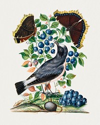 Bird, butterfly, bilberry plant sticker, vintage illustration psd, remixed from artworks by James Bolton
