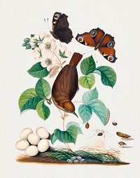 House wren and eggs, Peacock butterflies, butterfly chrysalis, larva caterpillar, daddy longlegs spider and snout beetle from the Natural History Cabinet of Anna Blackburne (1768) painting in high resolution by James Bolton. Original from The Yale University Art Gallery. Digitally enhanced by rawpixel.