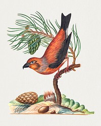 Red crossbill with Scots pine from the Natural History Cabinet of Anna Blackburne (1768) painting in high resolution by James Bolton. Original from The Yale University Art Gallery. Digitally enhanced by rawpixel.
