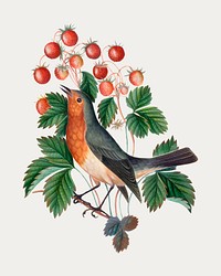 Bird, butterfly, strawberry plant sticker, vintage illustration vector, remixed from artworks by James Bolton