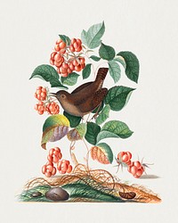 Eurasian wren, raspberry, wood lice and pupa from the Natural History Cabinet of Anna Blackburne (1768) painting in high resolution by James Bolton. Original from The Yale University Art Gallery. Digitally enhanced by rawpixel.