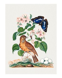 Vintage botanical art print, bird, butterflies, remixed from artworks by James Bolton