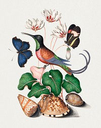 Crimson topaz hummingbird, Cyclamen, Red Postman and shells from the Natural History Cabinet of Anna Blackburne (1768) painting in high resolution by James Bolton. Original from The Yale University Art Gallery. Digitally enhanced by rawpixel.