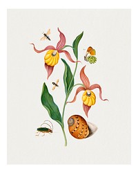 Botanical art print, orchid, shell, insects, vintage painting wall decor, remixed from artworks by James Bolton