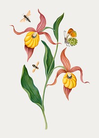 Botanical orchid, insects sticker vector, remixed from artworks by James Bolton