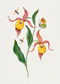 Botanical orchid, insects sticker psd, remixed from artworks by James Bolton