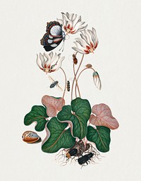 Cyclamen, Northern dune tiger beetle, Leaf beetle, Flesh fly and Wasp beetle from the Natural History Cabinet of Anna Blackburne (1768) painting in high resolution by James Bolton. Original from The Yale University Art Gallery. Digitally enhanced by rawpixel.