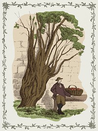 Vintage illustration of Cultivation of the Ivy
