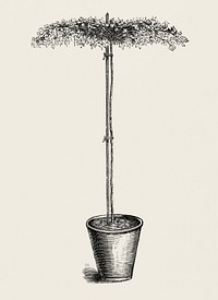 British Ivy from The Ivy, a Monograph (1872).  Digitally enhanced from our own original edition of by Shirley Hibberd (1825–1890).