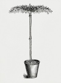 Vintage illustration of British Ivy