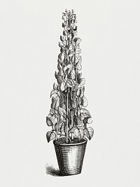 Vintage illustration of Hedera colchica