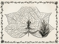 Group of Ivy Leaves from The Ivy, a Monograph (1872).  Digitally enhanced from our own original edition of by Shirley Hibberd (1825–1890).