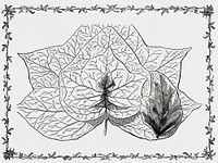 Vintage illustration of Group of Ivy Leaves