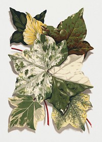 Vintage illustration of Various Ivy Leaves