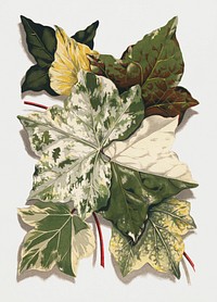 Various Ivy Leaves from The Ivy, a Monograph (1872).  Digitally enhanced from our own original edition of by Shirley Hibberd (1825–1890).