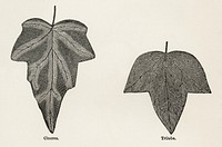 1. Cinerea 2. Triloba from The Ivy, a Monograph (1872).  Digitally enhanced from our own original edition of by Shirley Hibberd (1825–1890).