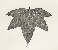 Palmata from The Ivy, a Monograph (1872).  Digitally enhanced from our own original edition of by Shirley Hibberd (1825–1890).