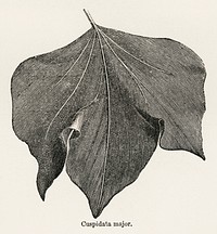 Cuspidata major from The Ivy, a Monograph (1872).  Digitally enhanced from our own original edition of by Shirley Hibberd (1825–1890).
