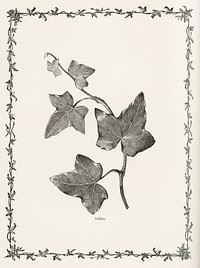 Triloba from The Ivy, a Monograph (1872).  Digitally enhanced from our own original edition of by Shirley Hibberd (1825–1890).