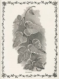 Sub-marginata from The Ivy, a Monograph (1872). Digitally enhanced from our own original edition of by Shirley Hibberd (1825–1890).