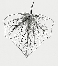 Vintage illustration of Chrysophila