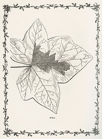 Pallida from The Ivy, a Monograph (1872).  Digitally enhanced from our own original edition of by Shirley Hibberd (1825–1890).