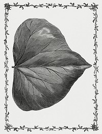 Vintage illustration of Arborescens