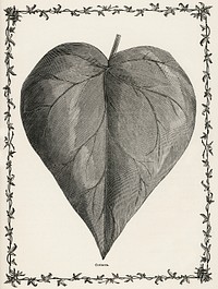 Coriacea from The Ivy, a Monograph (1872).  Digitally enhanced from our own original edition of by Shirley Hibberd (1825–1890).
