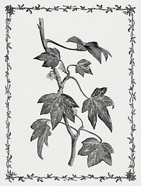 Vintage illustration of Pustulata