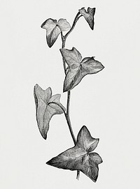 Vintage illustration of Sagittifolia