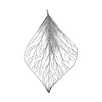 Vintage leaf illustration