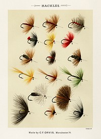 Hackles.  Digitally enhanced from our own original 1892 edition of Favorite Flies and Their Histories by Mary Orvis Marbury.
