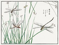 Dragonflies illustration from Churui Gafu (1910) by Morimoto Toko. Digitally enhanced from our own original edition. 