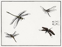 Dragonflies illustration from Churui Gafu (1910) by <a href="https://www.rawpixel.com/search/Morimoto%20Toko?sort=curated&amp;freecc0=1&amp;page=1">Morimoto Toko</a>. Digitally enhanced from our own original edition. 
