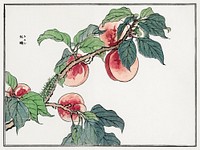 Caterpillar on a peach tree illustration from Churui Gafu (1910) by <a href="https://www.rawpixel.com/search/Morimoto%20Toko?sort=curated&amp;freecc0=1&amp;page=1">Morimoto Toko</a>. Digitally enhanced from our own original edition. 