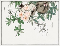 Pomegranate illustration from Churui Gafu (1910) by <a href="https://www.rawpixel.com/search/Morimoto%20Toko?sort=curated&amp;freecc0=1&amp;page=1">Morimoto Toko</a>. Digitally enhanced from our own original edition. 
