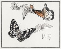 Butterflies illustration from Churui Gafu (1910) by <a href="https://www.rawpixel.com/search/Morimoto%20Toko?sort=curated&amp;freecc0=1&amp;page=1">Morimoto Toko</a>. Digitally enhanced from our own original edition. 
