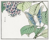 Moth and plant illustration from Churui Gafu (1910) by <a href="https://www.rawpixel.com/search/Morimoto%20Toko?sort=curated&amp;freecc0=1&amp;page=1">Morimoto Toko</a>. Digitally enhanced from our own original edition. 