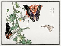 Butterflies and plant illustration from Churui Gafu (1910) by <a href="https://www.rawpixel.com/search/Morimoto%20Toko?sort=curated&amp;freecc0=1&amp;page=1">Morimoto Toko</a>. Digitally enhanced from our own original edition. 