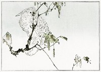 White cockatoo perched on a branch. Illustration (1890&ndash;1891) by <a href="https://www.rawpixel.com/search/Wantanabe%20Seitei?sort=curated&amp;freecc0=1&amp;page=1">Wantanabe</a><a href="https://www.rawpixel.com/search/Wantanabe%20Seitei?sort=curated&amp;freecc0=1&amp;page=1"> Seitei</a>, a prominent Kacho-ga artist. Digitally enhanced from our own original edition. 