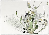 Wild dandelions illustration from Seitei Kacho Gafu (1890&ndash;1891) by <a href="https://www.rawpixel.com/search/Wantanabe%20Seitei?sort=curated&amp;freecc0=1&amp;page=1">Wantanabe</a><a href="https://www.rawpixel.com/search/Wantanabe%20Seitei?sort=curated&amp;freecc0=1&amp;page=1"> Seitei</a>, a prominent Kacho-ga artist. Digitally enhanced from our own original edition. 
